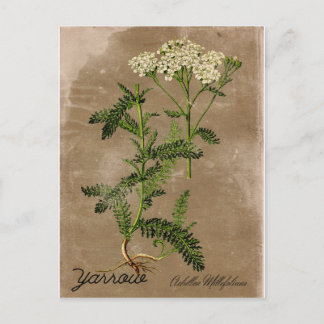Carte postale Yarrow de style vintage