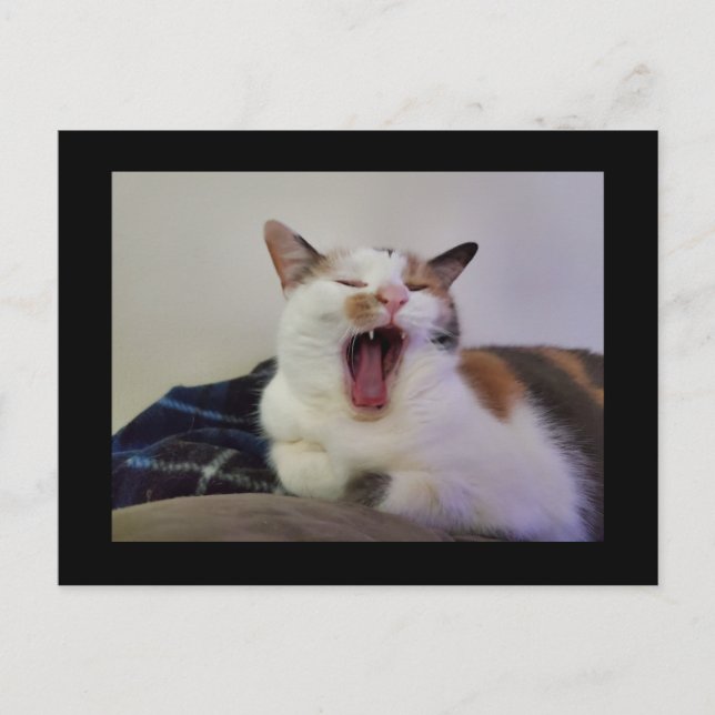 Carte Postale Yawning Calico Cat (Devant)