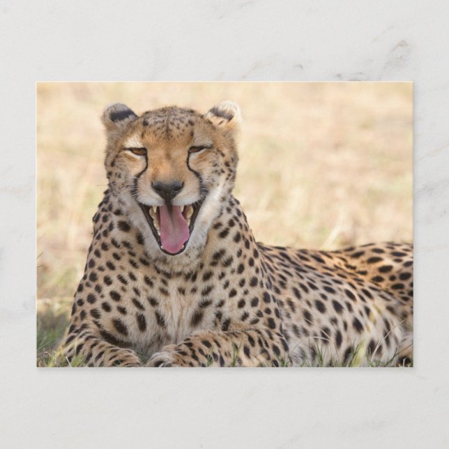 Carte Postale Yawning Cheetah (Devant)