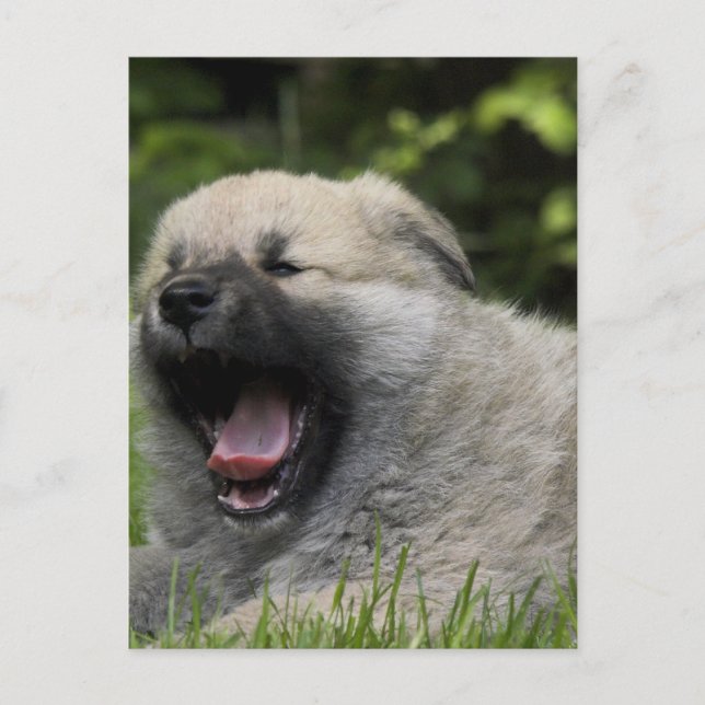 Carte postale Yawning Chow Chow (Devant)