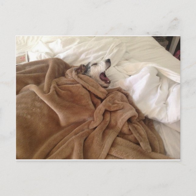 Carte Postale Yawning Doggy (Devant)