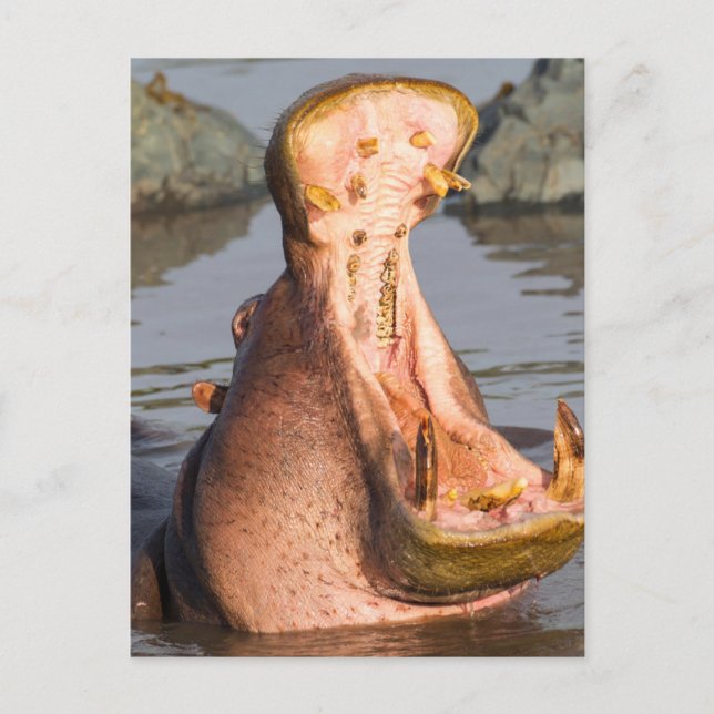 Carte Postale Yawning hippo, Tanzanie (Devant)
