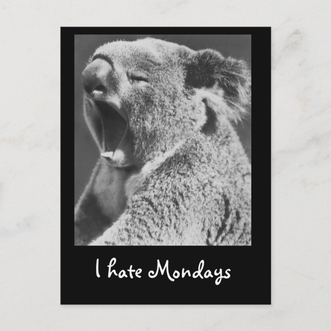 Carte Postale Yawning Koala (Devant)