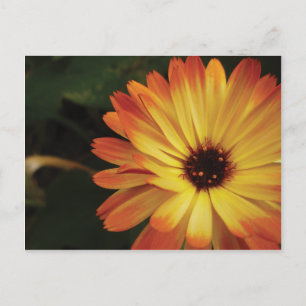 Carte Postale Yellow and Orange Pot Marigold