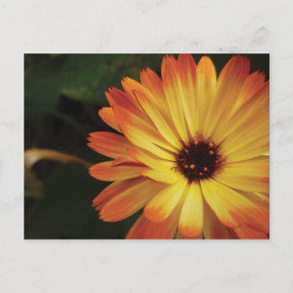 Carte Postale Yellow and Orange Pot Marigold