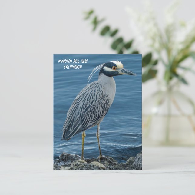 Carte Postale Yellow-Crowned Night Heron- Marina Del Rey, CA (Debout devant)