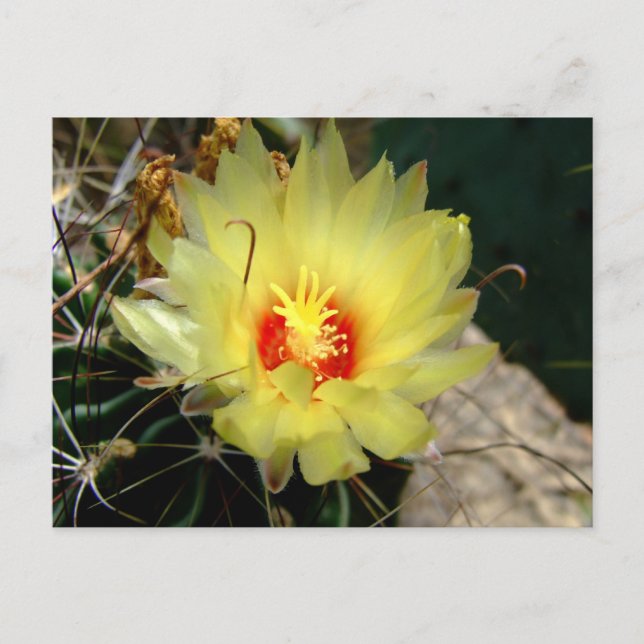 Carte Postale Yellow fishhook cactus flower (Devant)