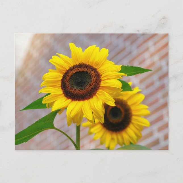 Carte Postale Yellow Hardy Sunflower Meilleures photos de tourne (Devant)