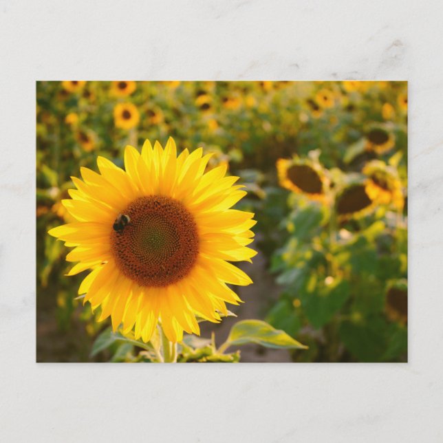Carte Postale Yellow Hardy Sunflower Meilleures photos de tourne (Devant)