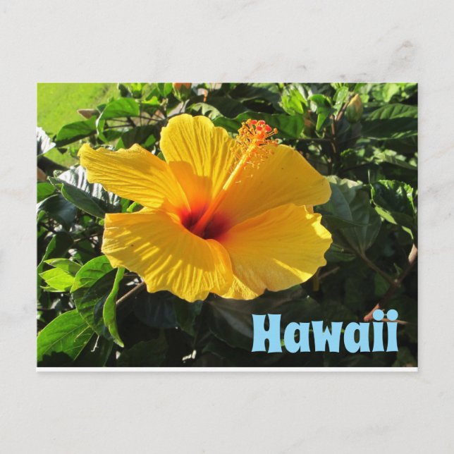 Carte Postale Yellow Hibiscus Flower Hawaii Postcard (Devant)