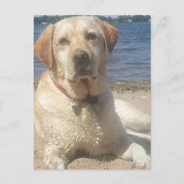 Carte postale Yellow Labrador Retriever (Devant)