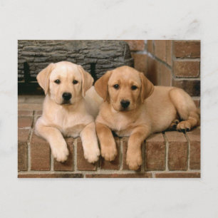 Carte Postale Yellow Labrador Retriever