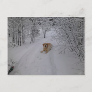 Carte Postale Yellow Labrador Retriever Lying in Fresh Winter Sn