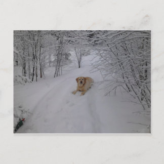 Carte Postale Yellow Labrador Retriever Lying in Fresh Winter Sn
