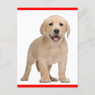 Carte Postale Yellow Labrador Retriever Puppy Dog Postcard