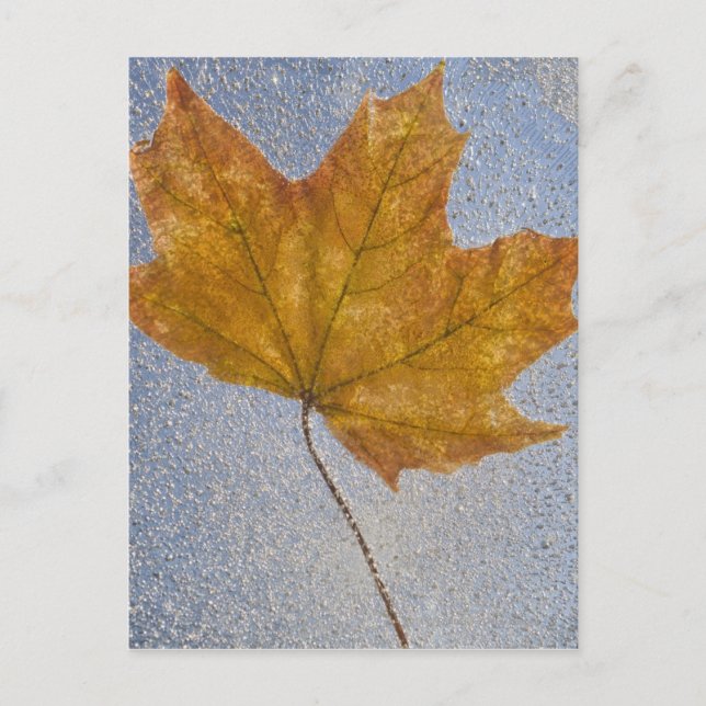 Carte Postale Yellow Maple Leaf Under Water (Devant)