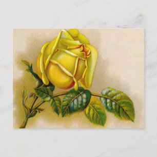 Carte Postale Yellow Rose Artwork