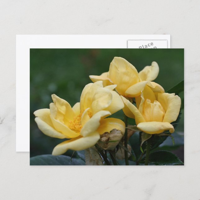 Carte Postale Yellow Rosebuds Flower Photography  (Devant / Derrière)