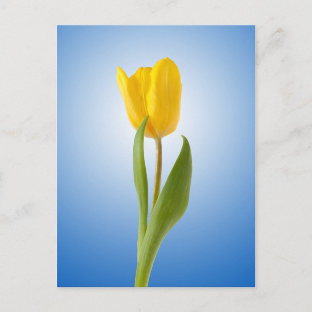 Carte Postale Yellow Tulip Minimum Floral Nature Photo (Devant)