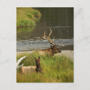 Carte postale Yellowstone Mates