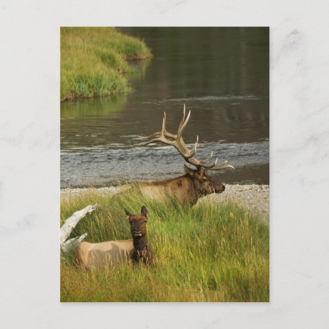 Carte postale Yellowstone Mates (Devant)