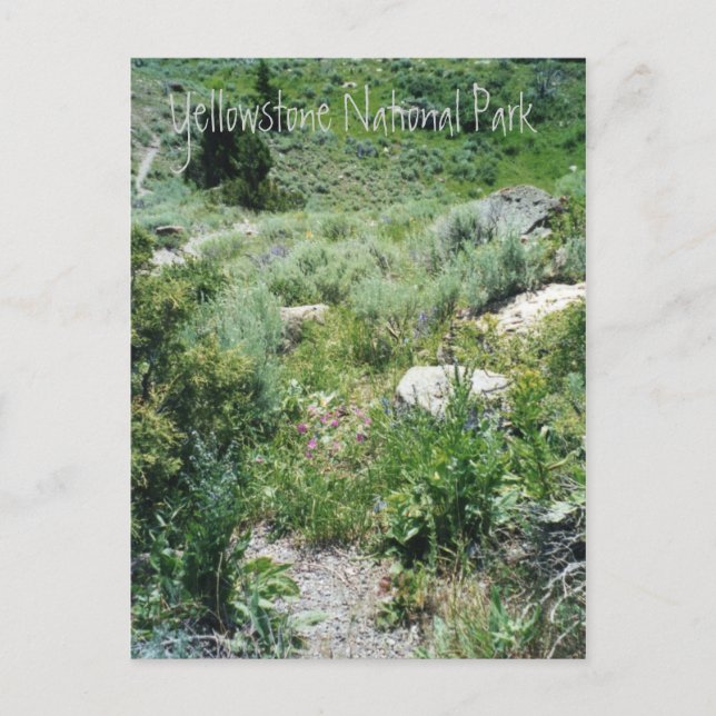 Carte Postale Yellowstone Summer (Devant)