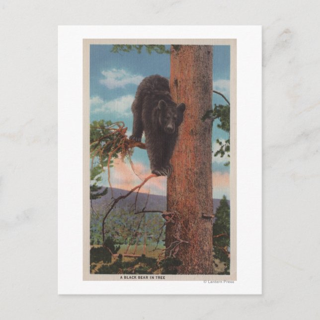 Carte Postale Yellowstone, WYView of Black Bear in Tree (Devant)