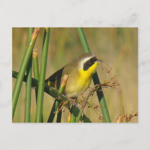 Carte Postale Yellowthroat