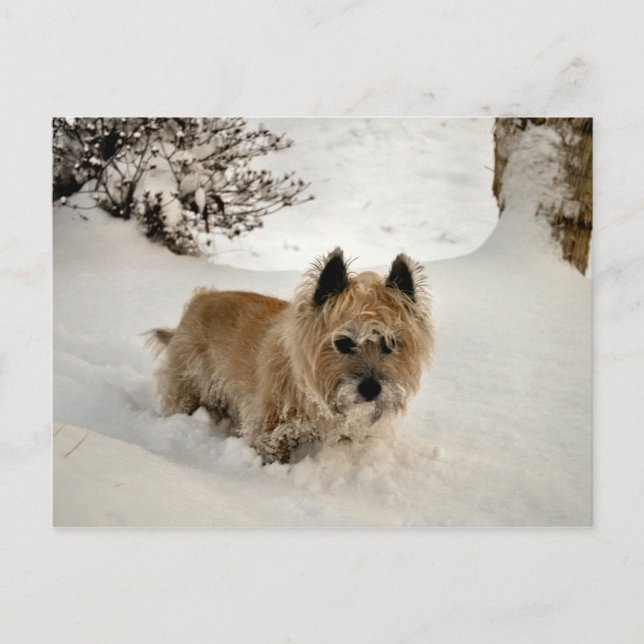 Carte Postale Yeti (Devant)