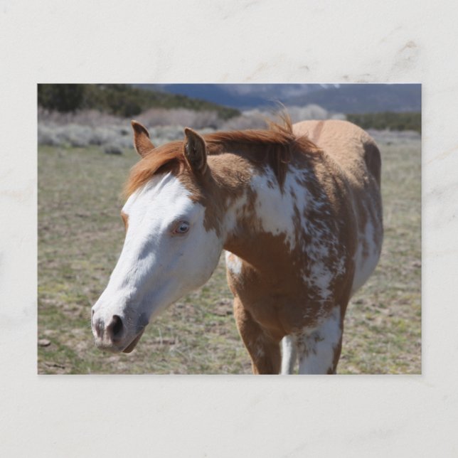 Carte Postale Yeux bleus (Devant)