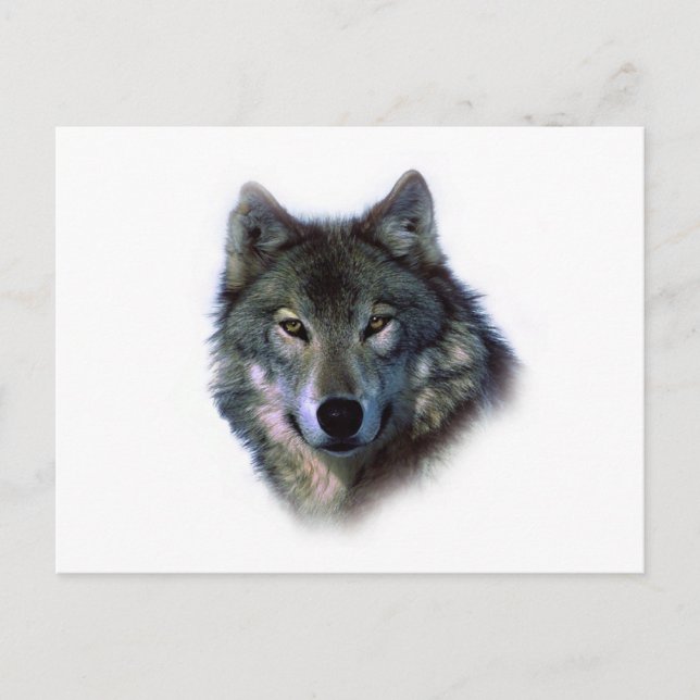 Carte Postale Yeux de loup gris (Devant)