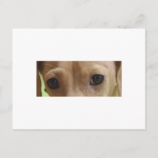 Carte Postale yeux de teckel crème (Devant)