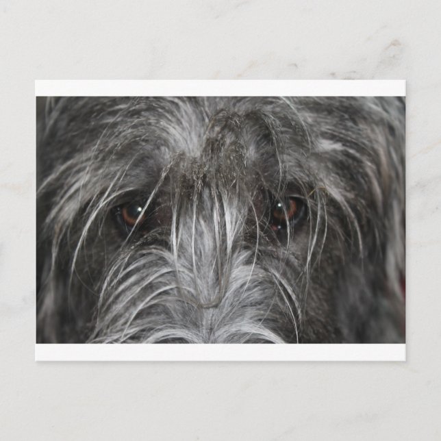 Carte Postale Yeux qui hypnotisent (Devant)