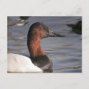 Carte Postale Yeux Rouge Lumineux Du Canard Canvasback