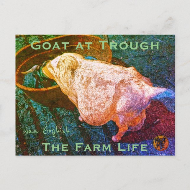 Carte Postale YNOTME CHÈVRE VAN GOGHISME AU RÂTELIER2a (Devant)