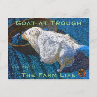 CARTE POSTALE YNOTME VAN GOGHISH GOAT AT TROUGH2