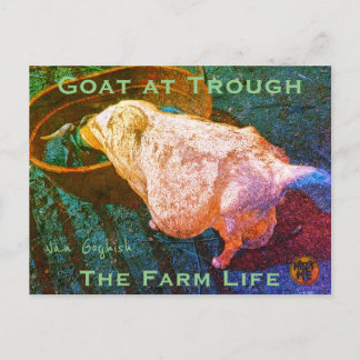 Carte Postale YNOTME VAN GOGHISH GOAT AT TROUGH2a