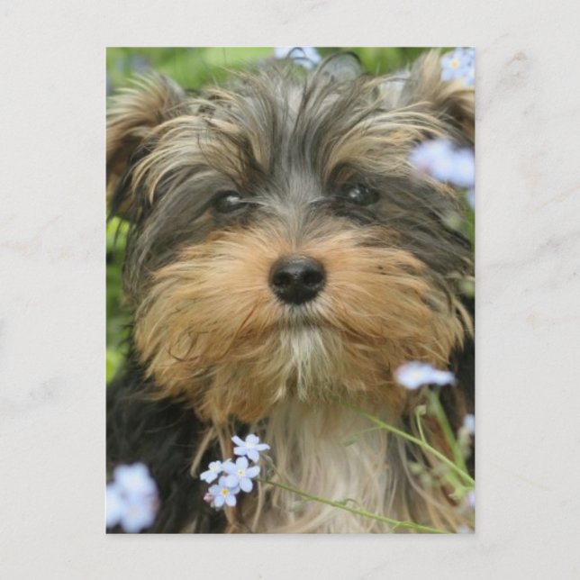 Carte postale York Terrier (Devant)