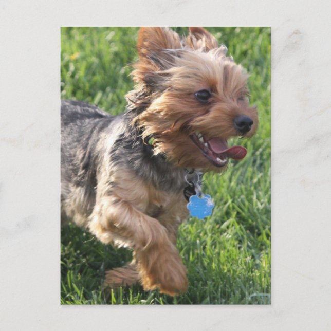Carte postale York Terrier Dog (Devant)