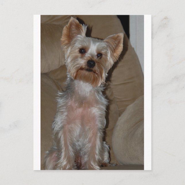 Carte Postale Yorkie (Devant)