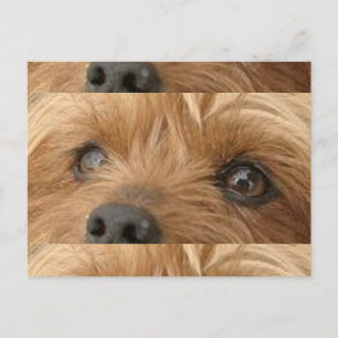 Carte Postale yorkie