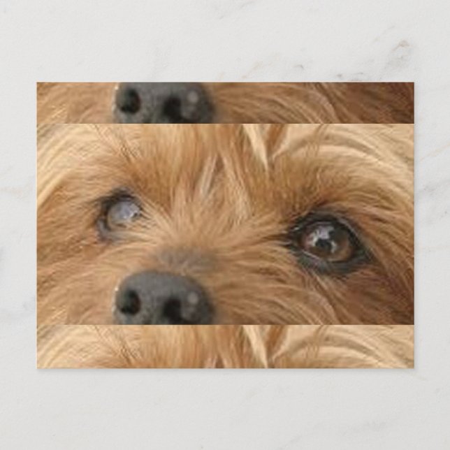Carte Postale yorkie (Devant)