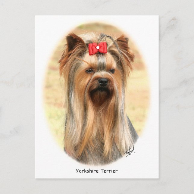 Carte Postale Yorkie (Devant)