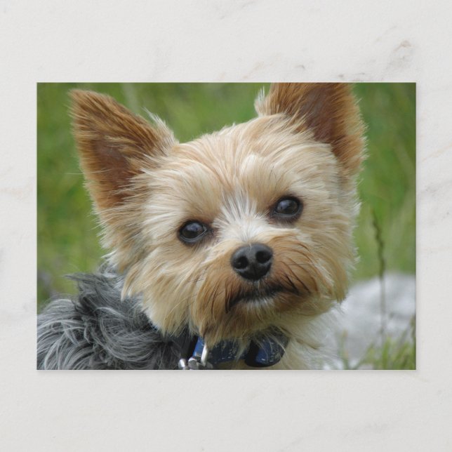 Carte Postale Yorkie (Devant)