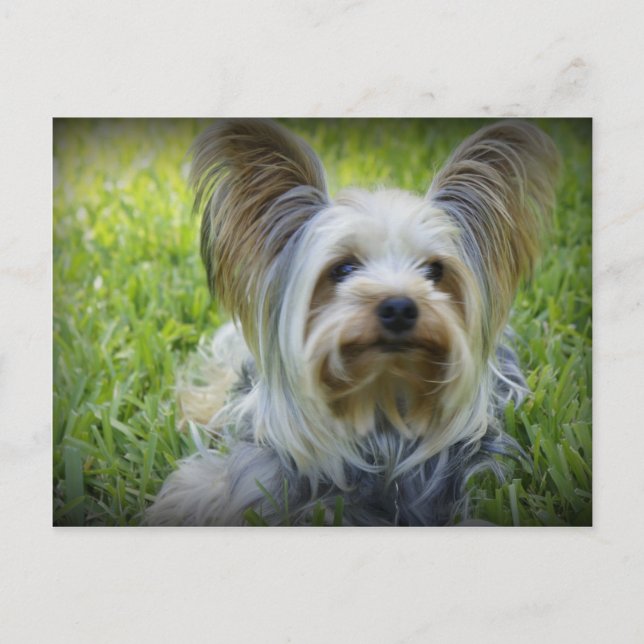 Carte Postale Yorkie (Devant)