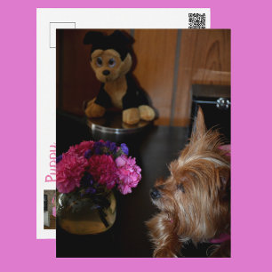 Carte Postale Yorkie Amour de chiots pour la Saint-Valentin Phot
