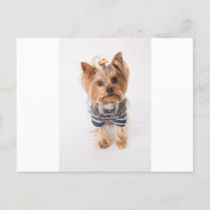Carte Postale yorkie-in sweater