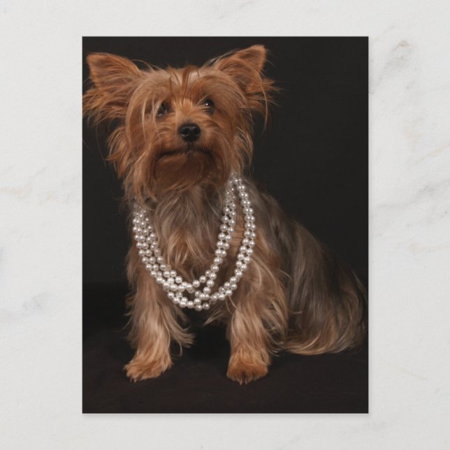 Carte postale Yorkie Pearls (Devant)