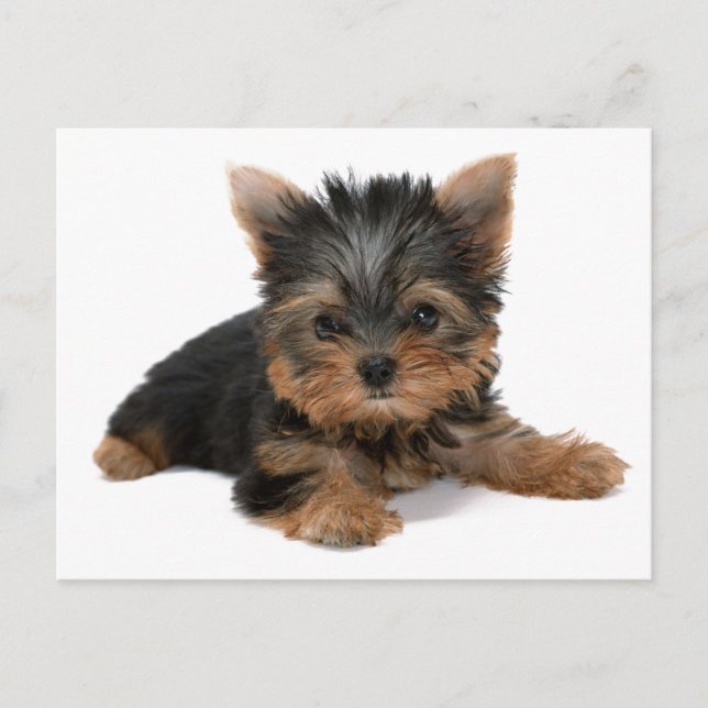 Carte Postale Yorkie Pup (Devant)
