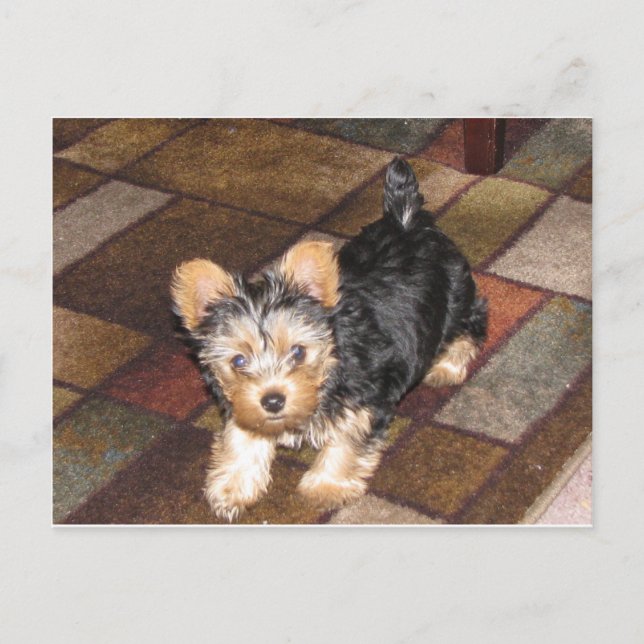 Carte Postale Yorkie Puppy (Devant)